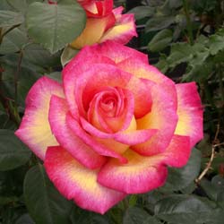 Rose 'Roxane'